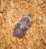 Agonopterix purpurea 1