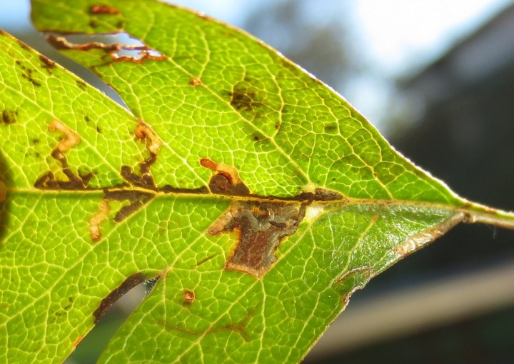 Bucculatrix bechsteinella. Copyright: Stephen Rolls