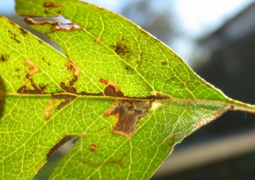 Bucculatrix bechsteinella. Copyright: Stephen Rolls