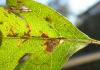 Bucculatrix bechsteinella. Copyright: Stephen Rolls