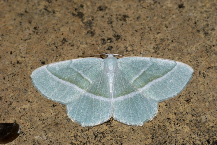 Light Emerald Copyright: Ben Sale