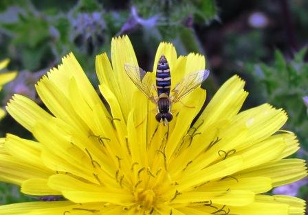 Sphaerophoria scripta - July 2011 Copyright: Graham Smith