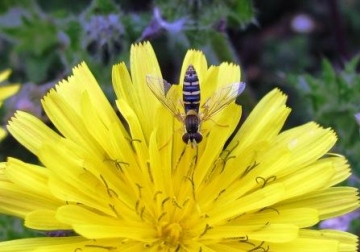 Sphaerophoria scripta - July 2011 Copyright: Graham Smith