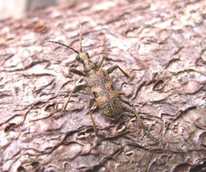 Rhagium mordax Copyright: Graham Smith