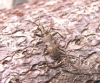 Rhagium mordax 