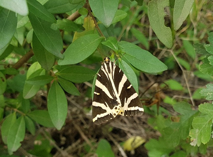 Jersey Tiger (f) Copyright: Malcolm Riddler