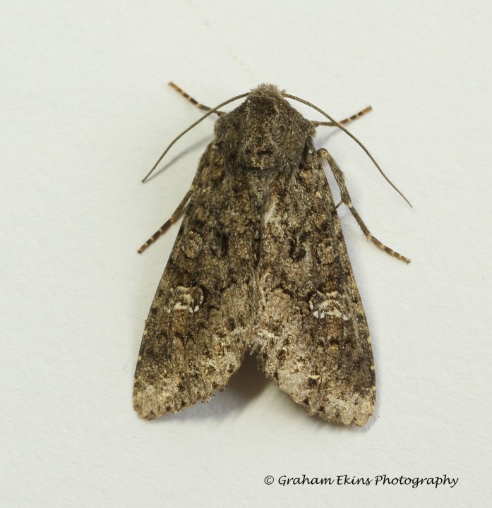 Cabbage Moth  Mamestra brassicae 3 Copyright: Graham Ekins