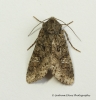 Cabbage Moth  Mamestra brassicae 3 Copyright: Graham Ekins