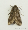 Cabbage Moth  Mamestra brassicae 3