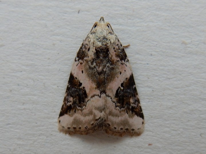 Shining Marbled (Pseudeustrotia candidula) Copyright: Graham Bailey