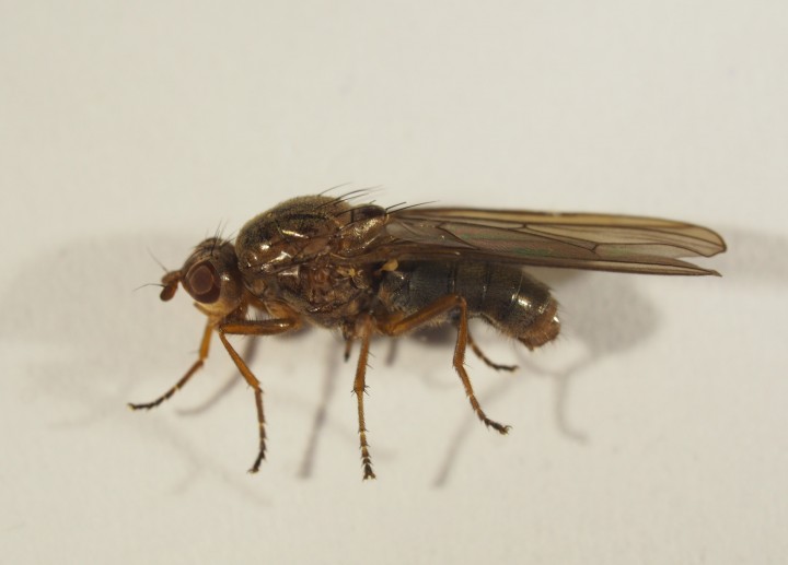 Dryope (Dryomyza) flaveola (female) to moth trap Copyright: Daniel Blyton