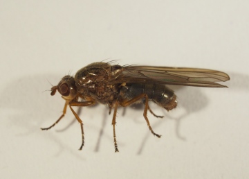 Dryope (Dryomyza) flaveola (female) to moth trap Copyright: Daniel Blyton