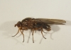 Dryope (Dryomyza) flaveola (female) to moth trap 