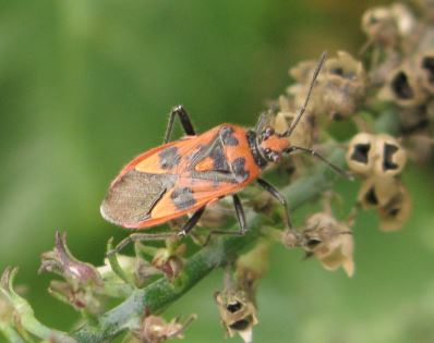 Corizus hyoscyami MJB Copyright: Mel Jackson Bridge