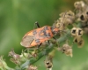 Corizus hyoscyami MJB Copyright: Mel Jackson Bridge