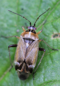 Harpocera thoracica female Copyright: Yvonne Couch