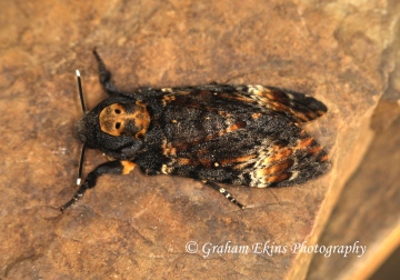 Death's Head Hawkmoth    Acherontia atropos  2 Copyright: Graham Ekins