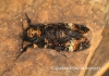 Death's Head Hawkmoth    Acherontia atropos  2 Copyright: Graham Ekins
