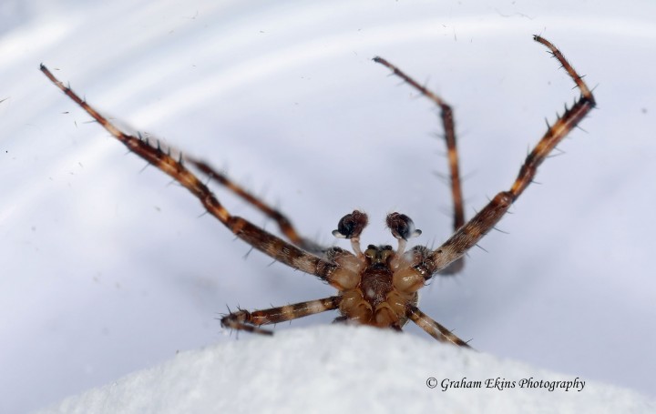 Araneus diadematus 5 Copyright: Graham Ekins