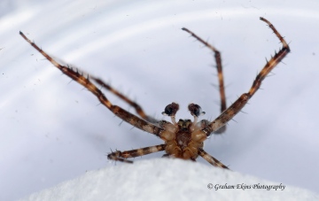 Araneus diadematus 5 Copyright: Graham Ekins