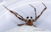 Araneus diadematus 5 Copyright: Graham Ekins
