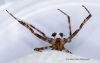 Araneus diadematus 5