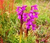 Green-winged Orchid 2 