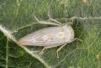 Idiocerus albicans 