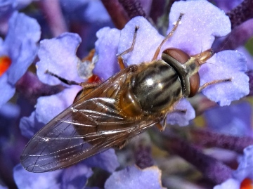 Rhingia campestris on buddleia Copyright: Raymond Small