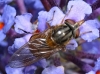 Rhingia campestris on buddleia Copyright: Raymond Small