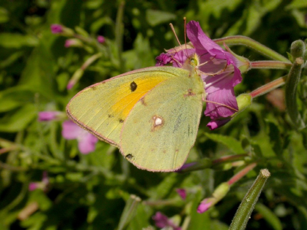 Clouded Yellow on willowherb Copyright: Malcolm Riddler
