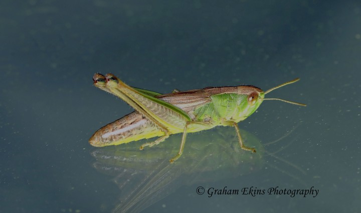 Chorthippus parallelus  (Meadow Grasshopper) Copyright: Graham Ekins