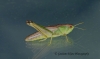 Chorthippus parallelus  (Meadow Grasshopper) 
