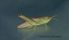 Chorthippus parallelus  (Meadow Grasshopper)