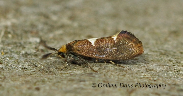 Incurvaria mascuella 4 Copyright: Graham Ekins