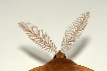 Feather Thorn antennae Copyright: Ben Sale