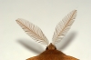 Feather Thorn antennae 
