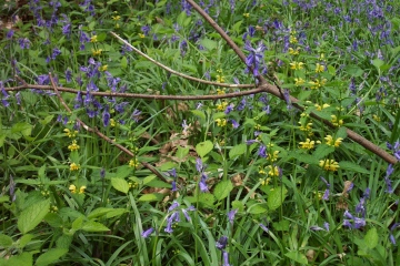 Writtle Park Wood Copyright: Graham Smith