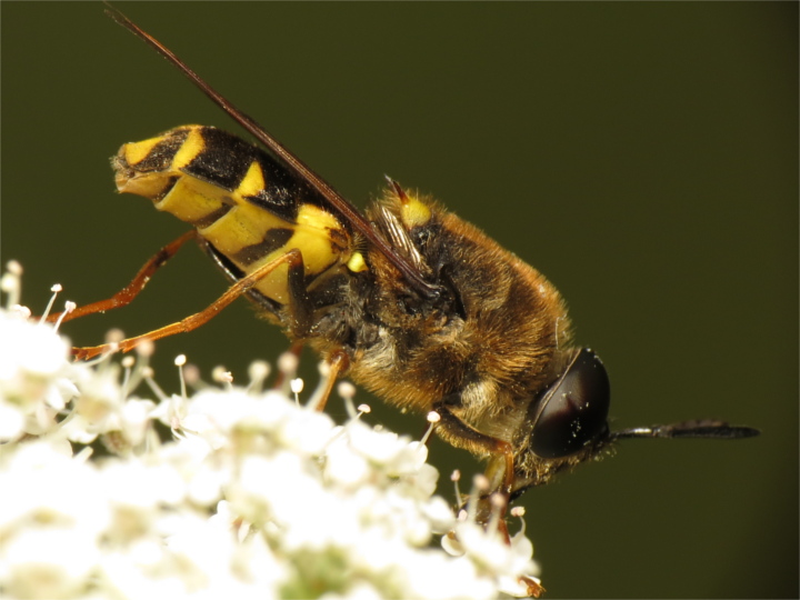 Stratiomys potamida male 20150721-2522 Copyright: Phil Collins