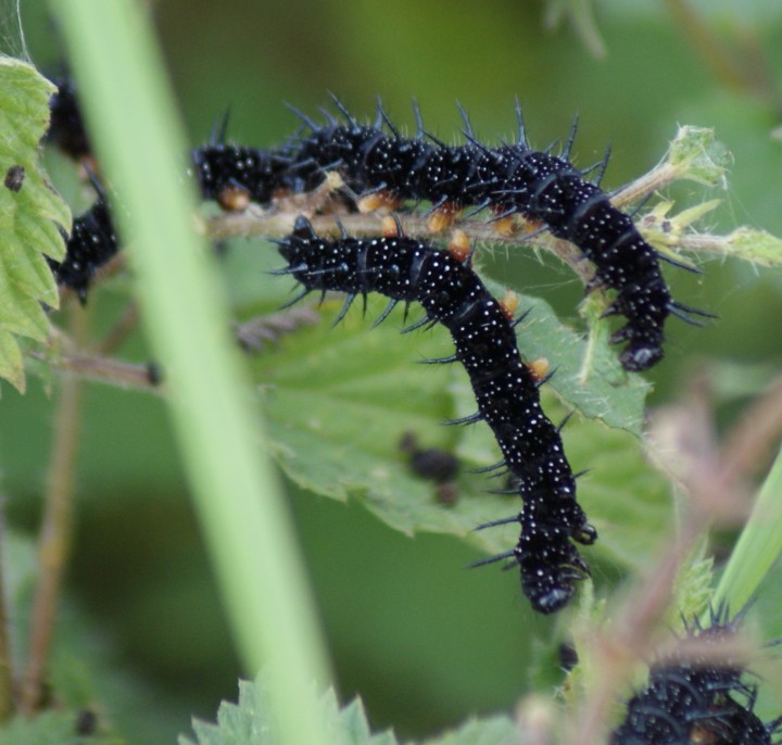 Peacock larvae Copyright: Robert Smith