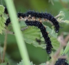 Peacock larvae 