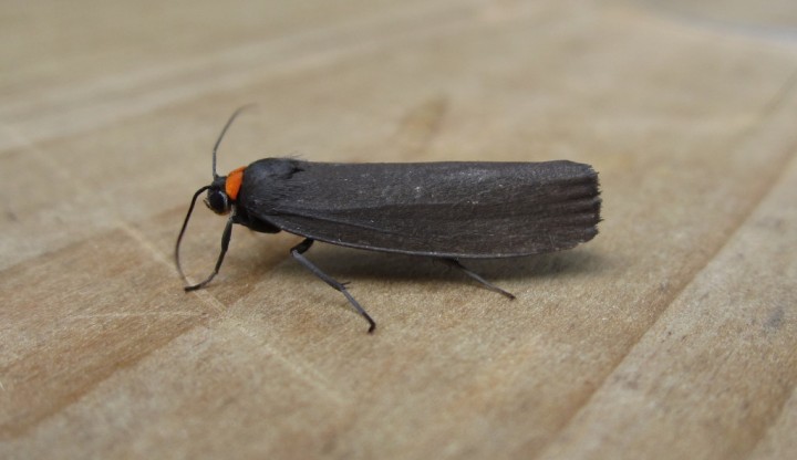 Red-necked Footman. Copyright: Stephen Rolls