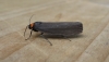 Red-necked Footman. Copyright: Stephen Rolls