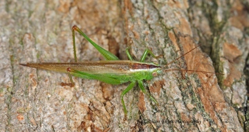 Conocephalus discolor (Long-winged Conehead) Copyright: Graham Ekins