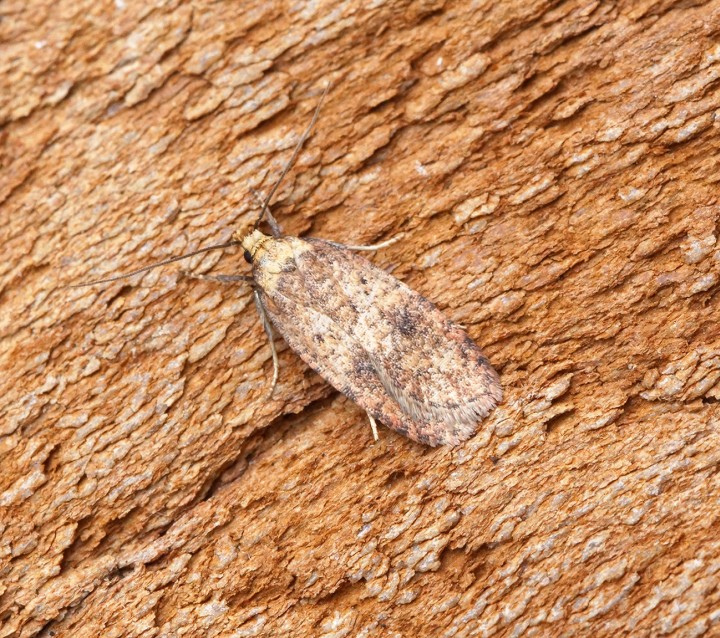 Agonopterix angelicella 1 Copyright: Ben Sale