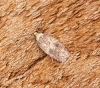 Agonopterix angelicella 1 