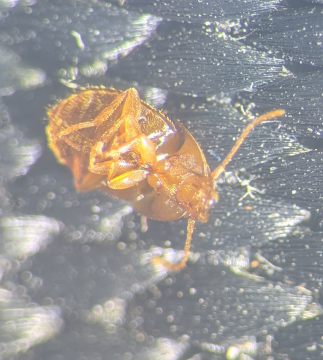 Leptinus testaceus underside Copyright: Robert Smith
