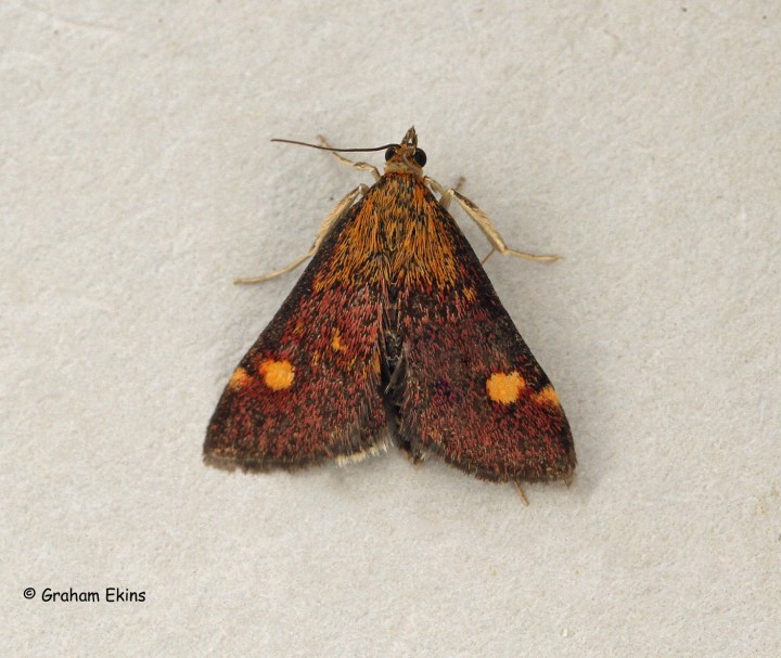 Pyrausta aurata 5 Copyright: Graham Ekins