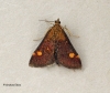 Pyrausta aurata 5