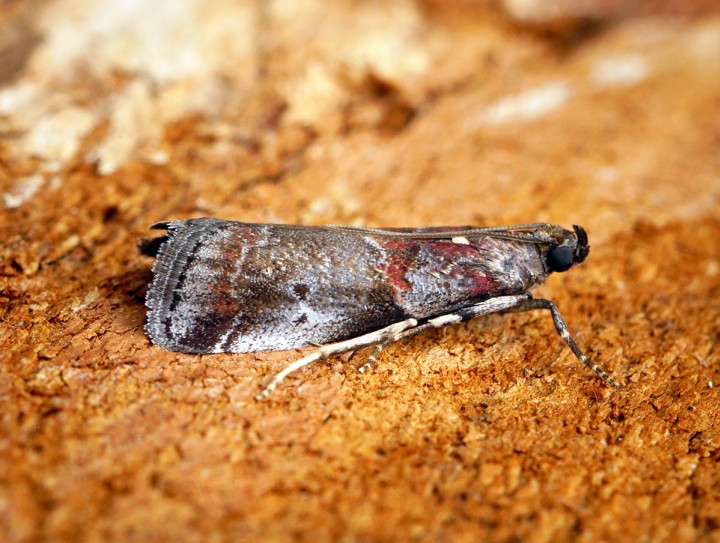 Acrobasis suavella 3 Copyright: Ben Sale